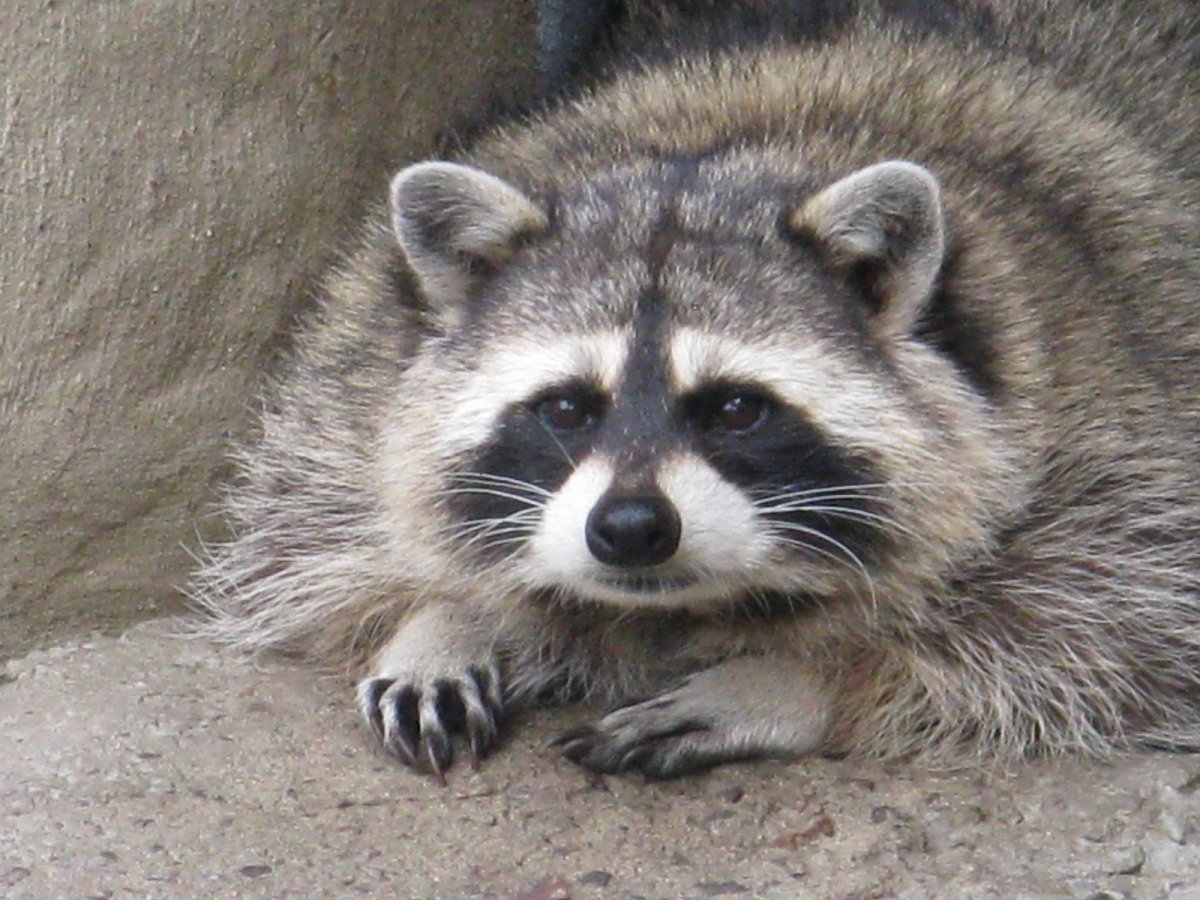 Енот полоскун толстый