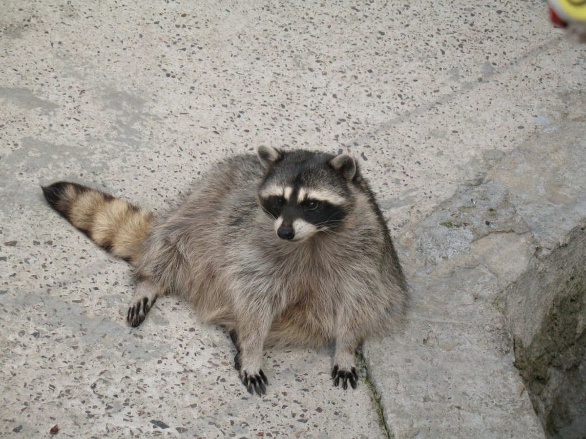 Енот полоскун жирный