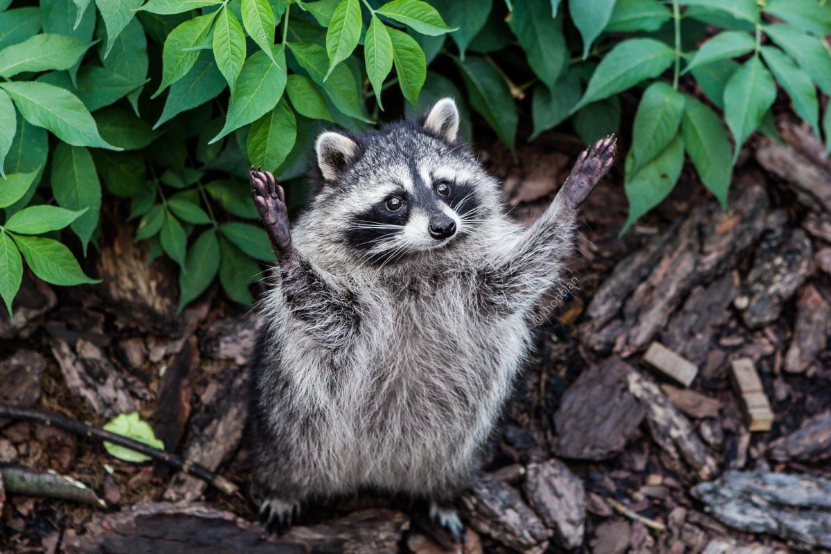 Милые енот полоскун