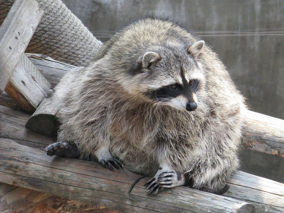 Енот полоскун пухлый