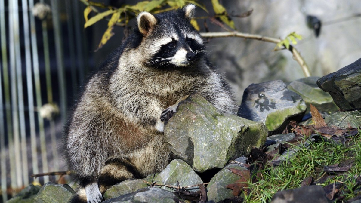 Злой енот полоскун