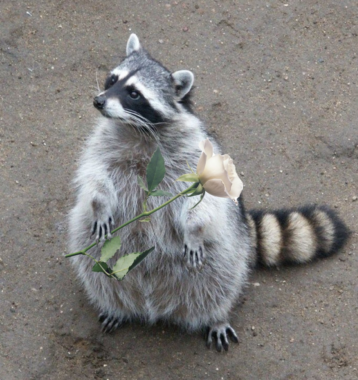 Енот полоскун хвост