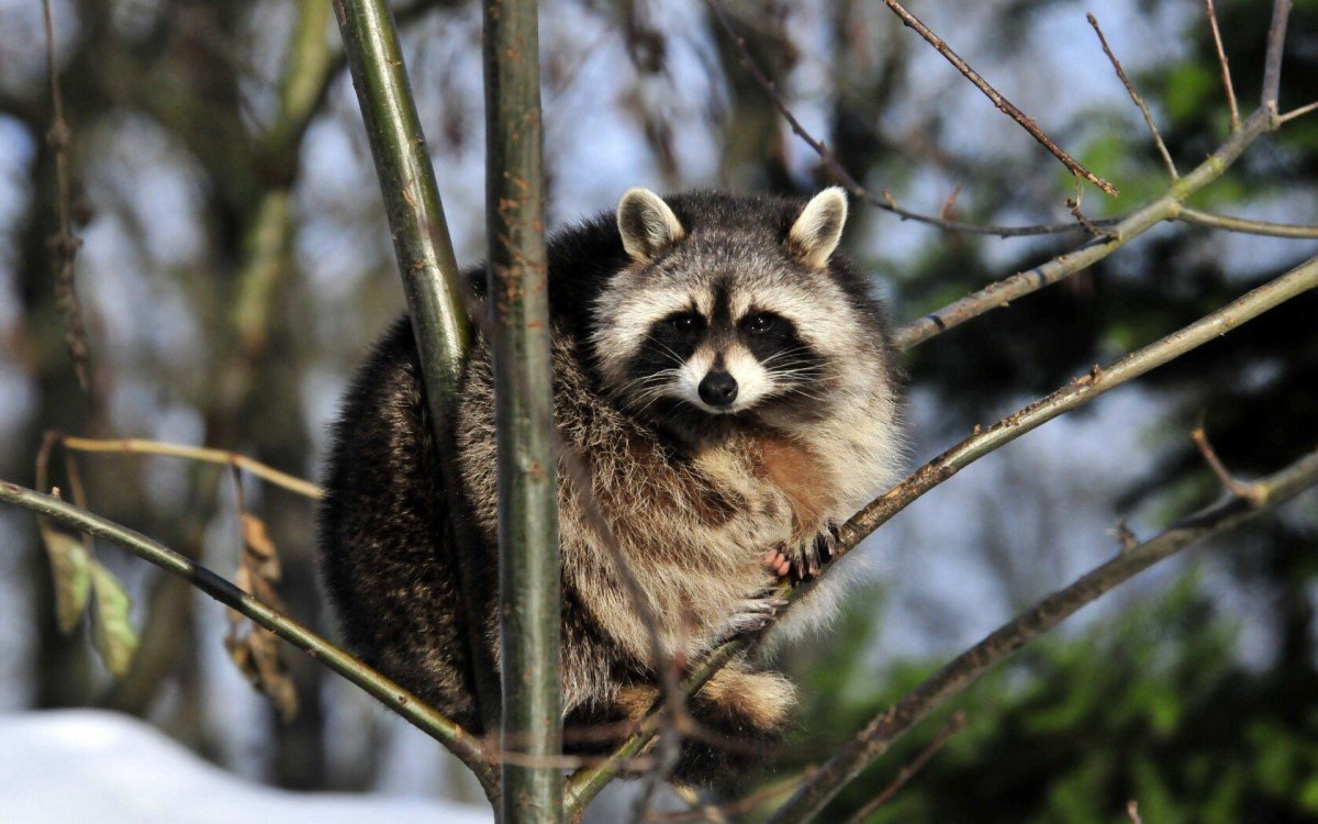 Картинки на рабочий стол енот