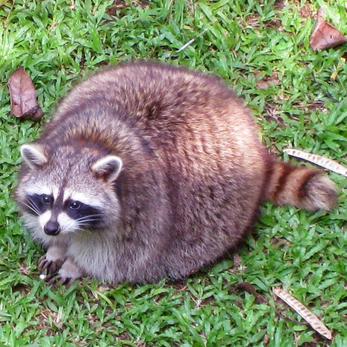 Еноты полоскуны толстые