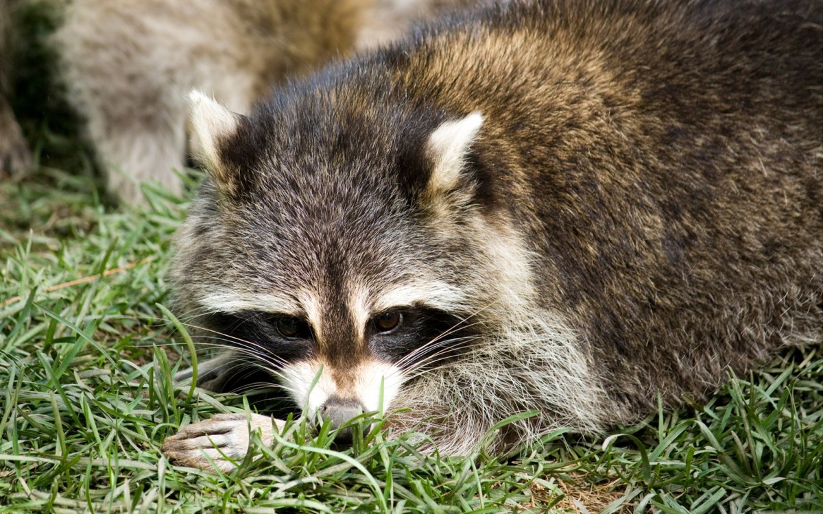 Енот полоскун коричневый