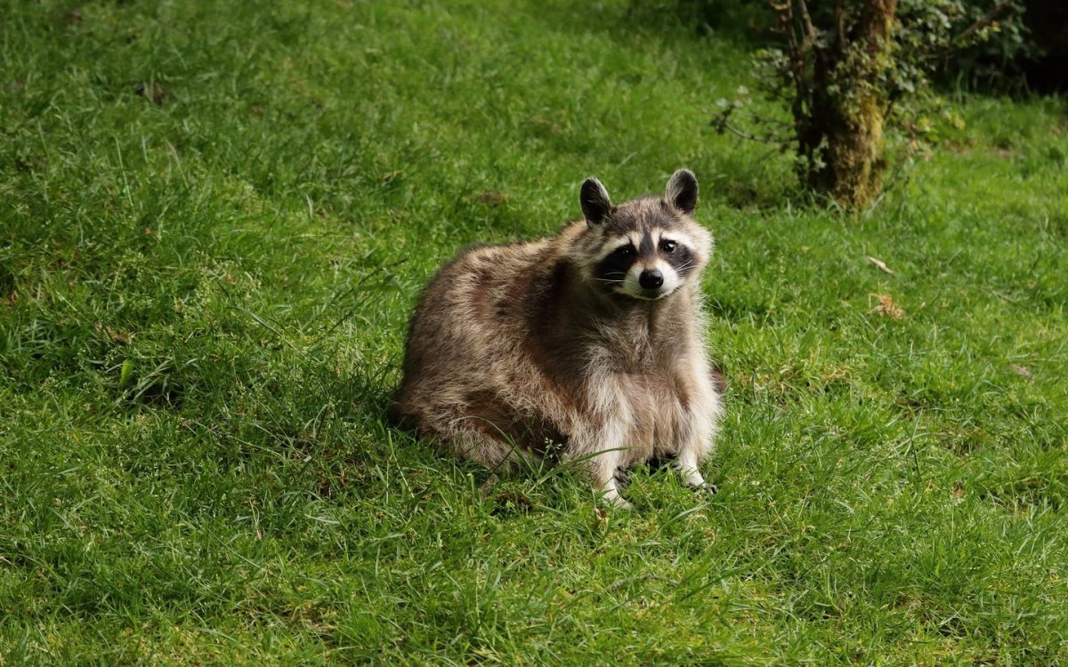 Степной енот