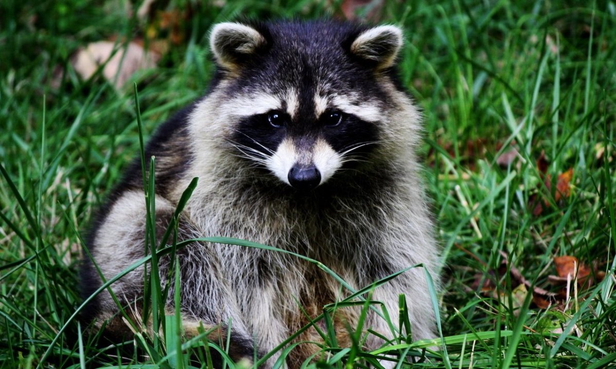 Енот в шляпе