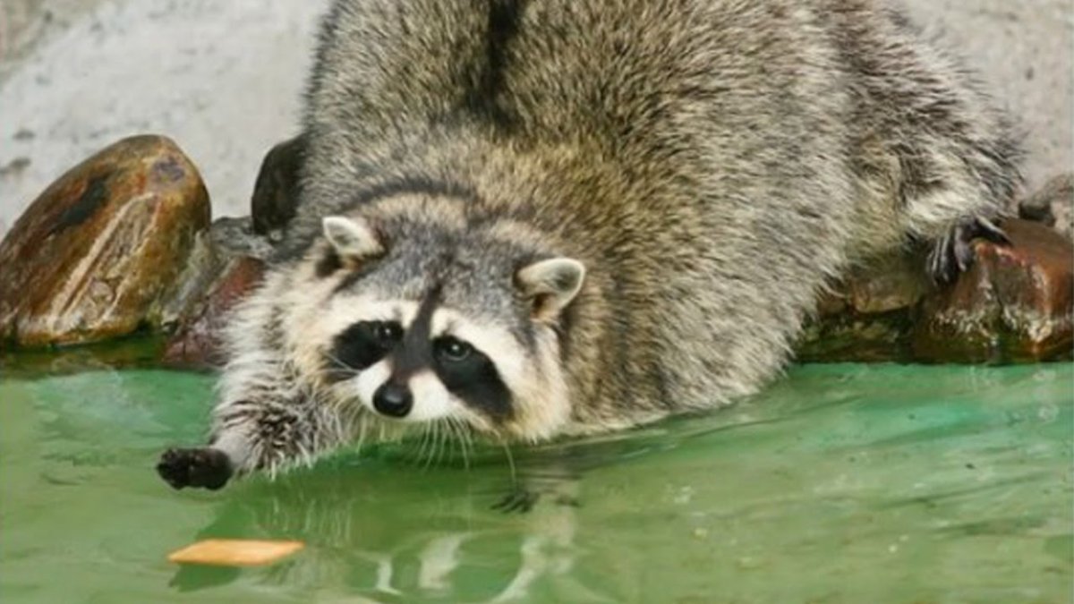 Енот полоскун толстый