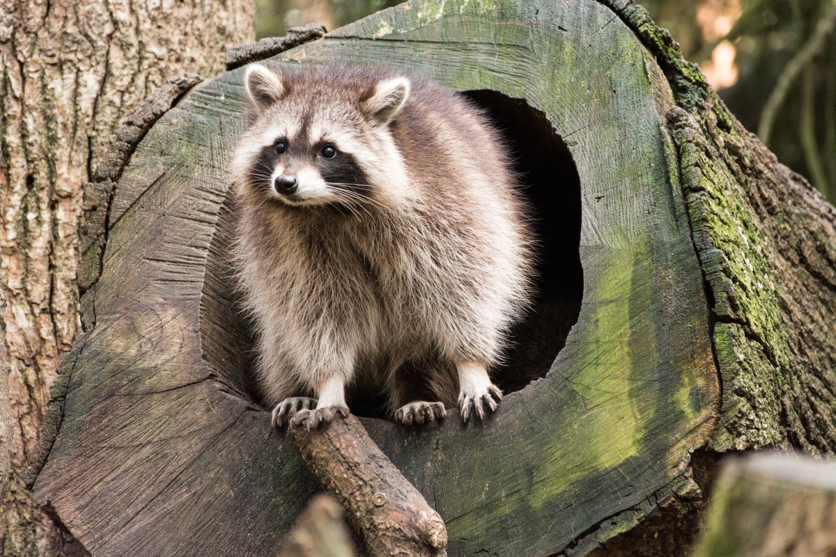 Косумельский енот