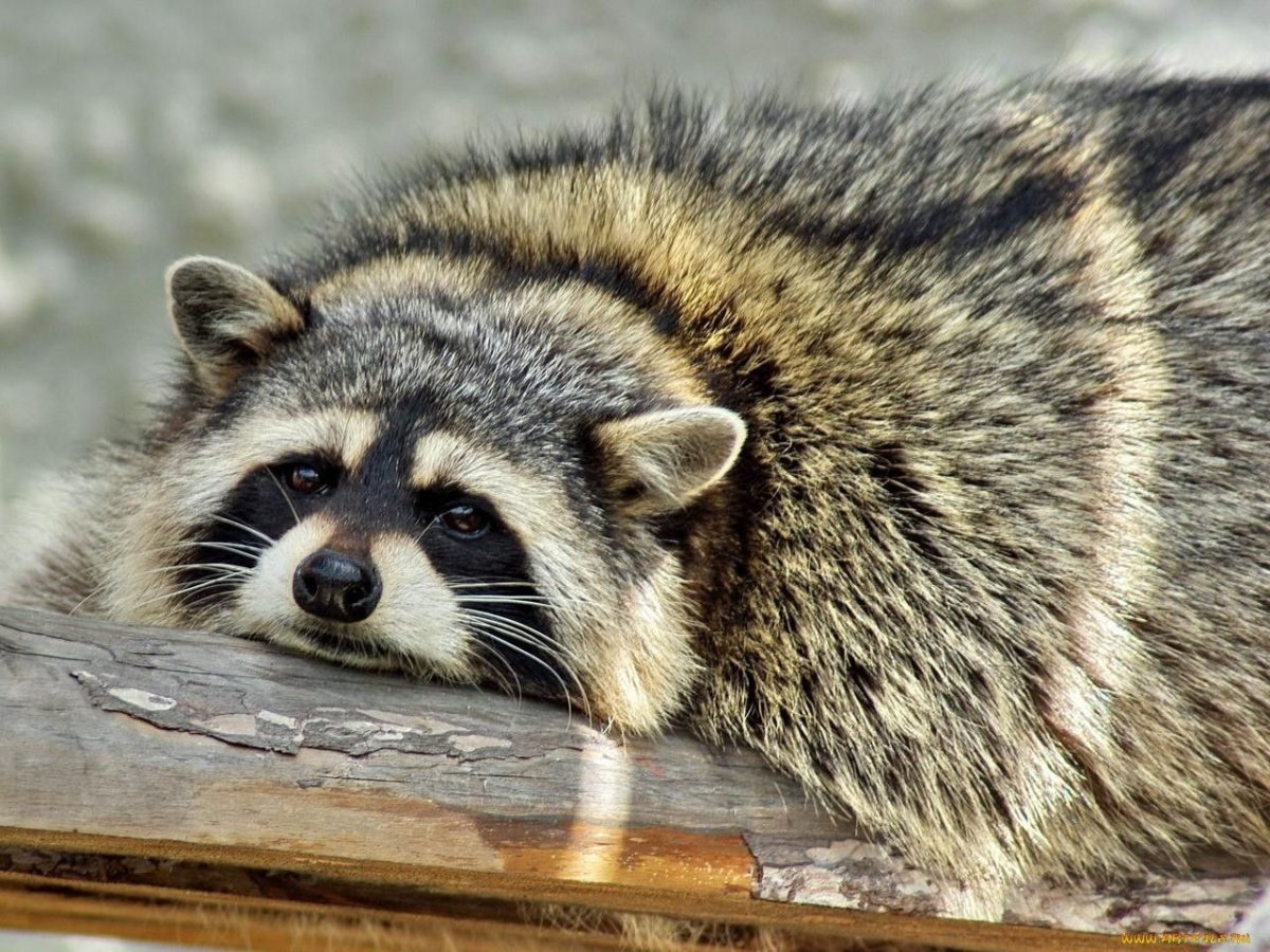 Грустный енот полоскун