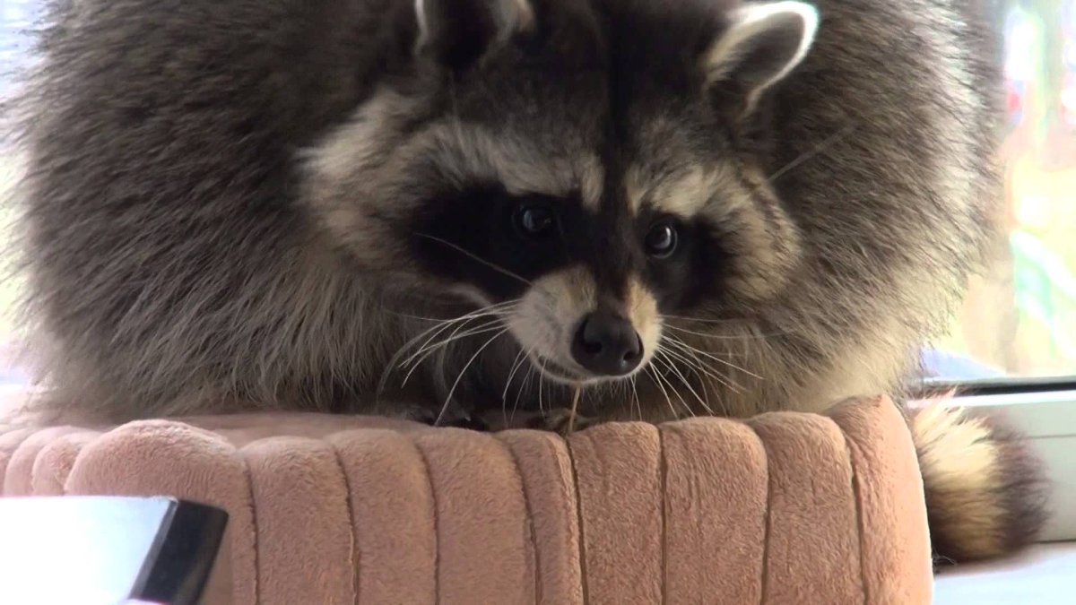 Толстые енотики