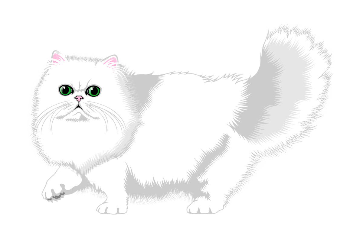 Кот пушистый белый