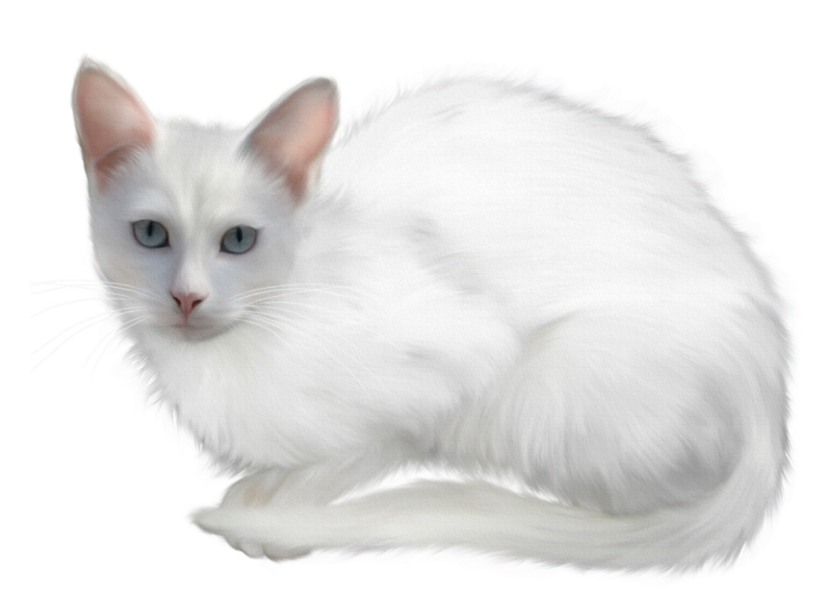 Турецкая ангора