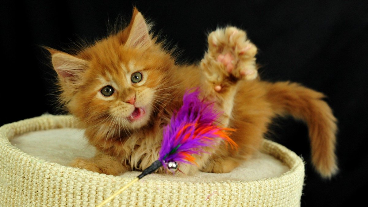 Прикольные котята