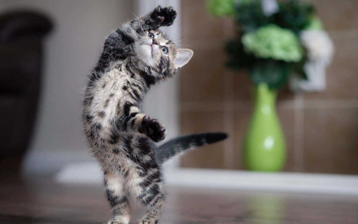 Смешной котяра