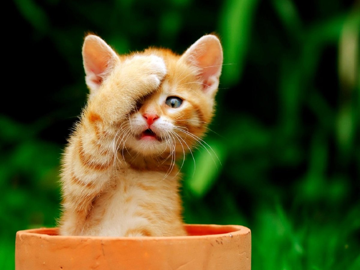 Красивые забавные котики