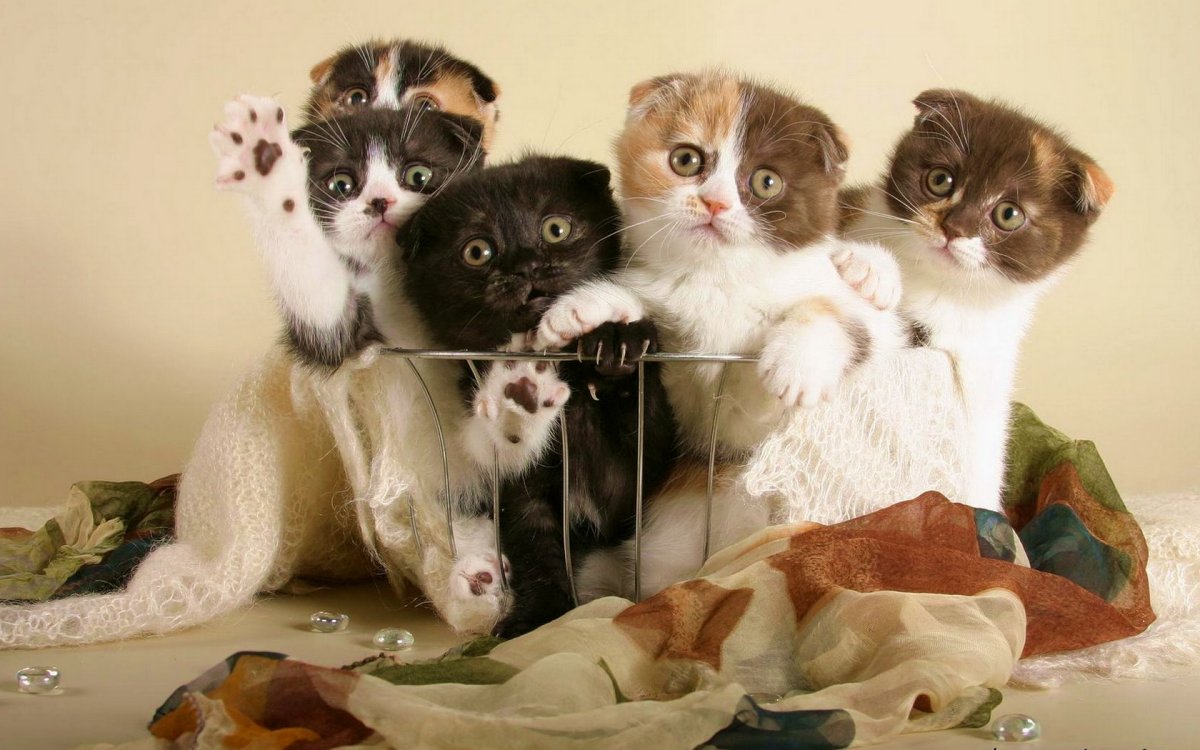 Забавные котята