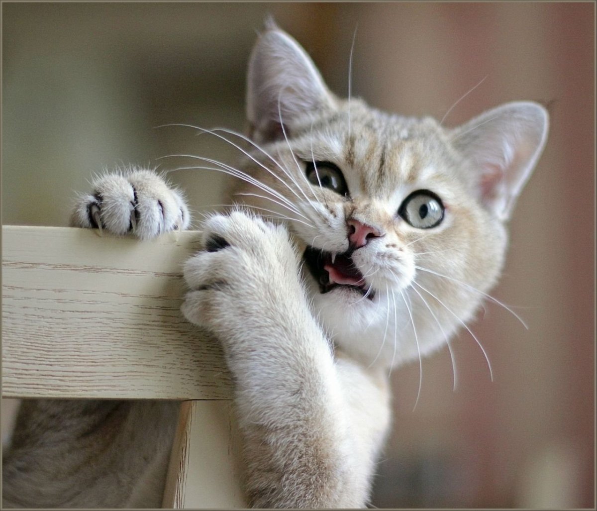 Мимишные кошки