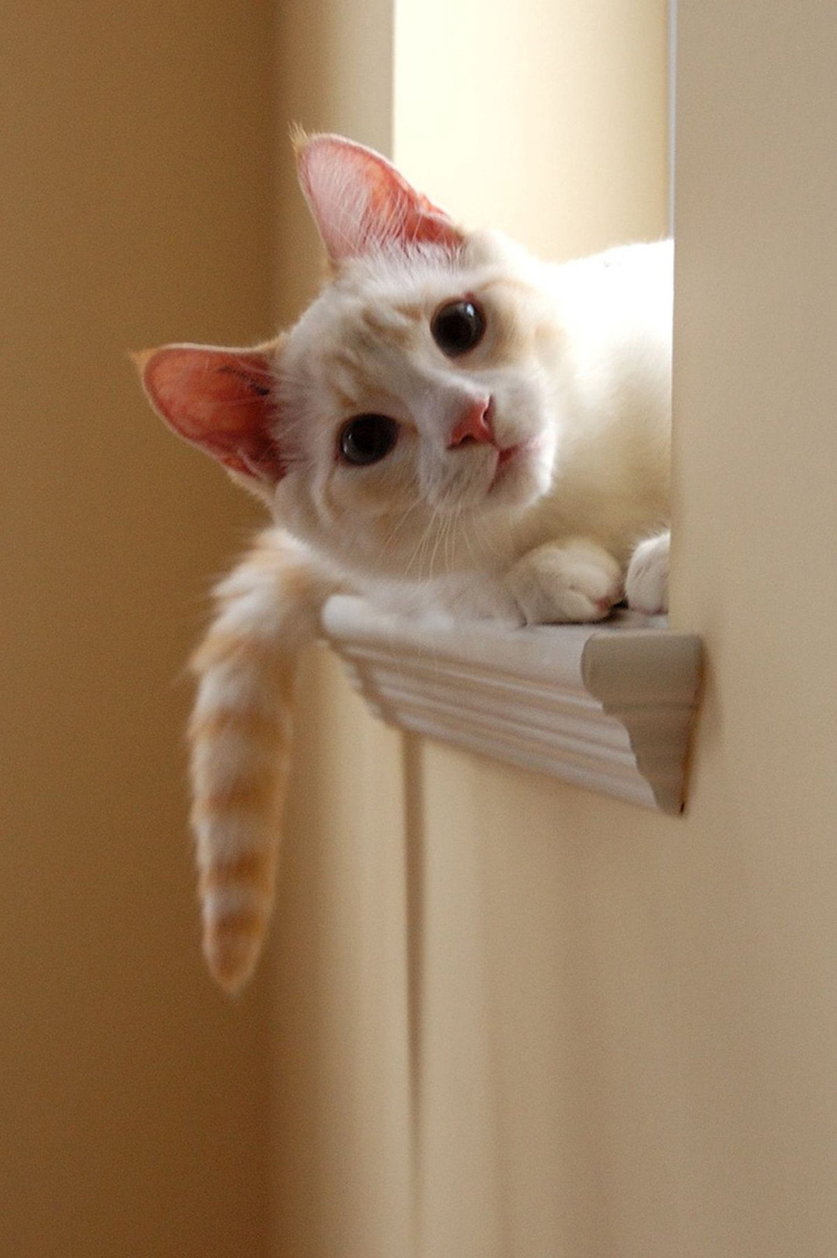 Хорошая кошка