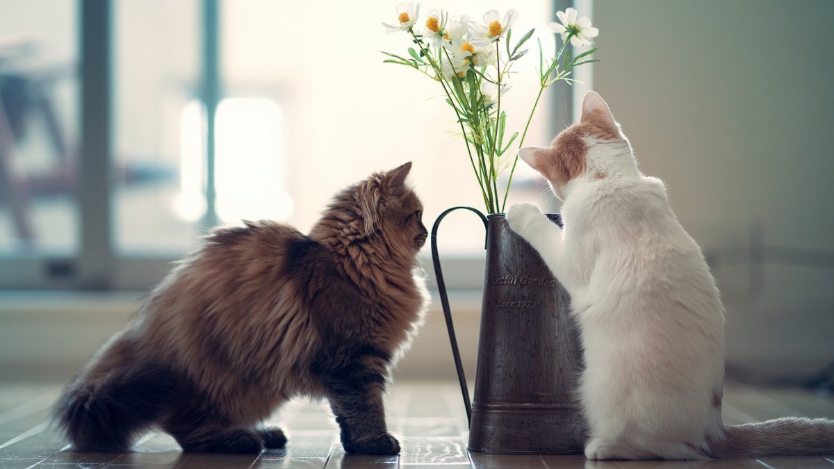 Забавные котята