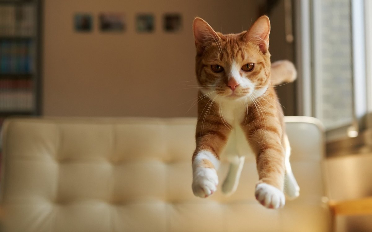 Вожди и коты