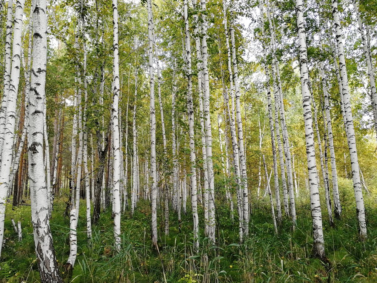 Береза в Чувашии