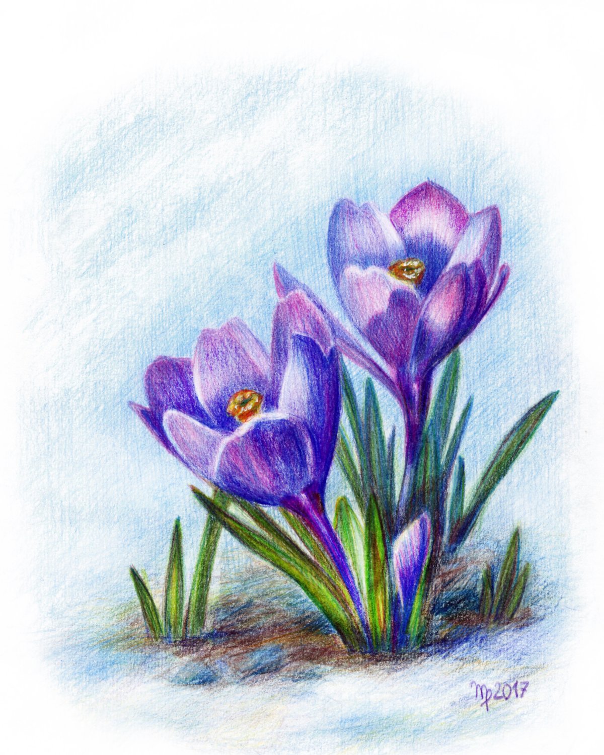 Крокусы акварелью