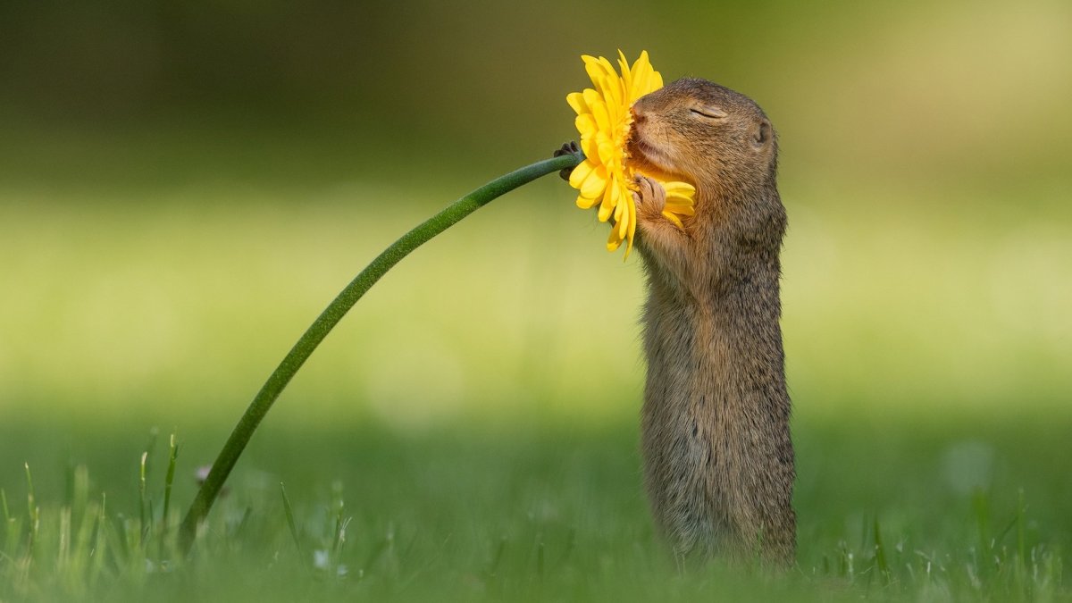 Дик Ван Дуйн суслик и цветок