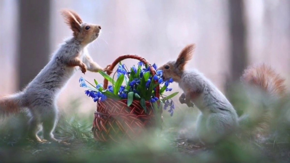 Утро Весна с животными