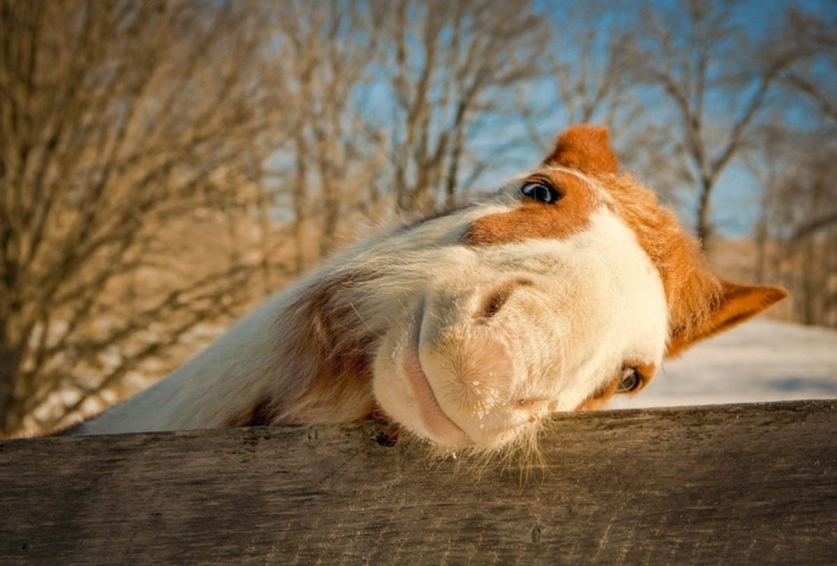 Довольная лошадь