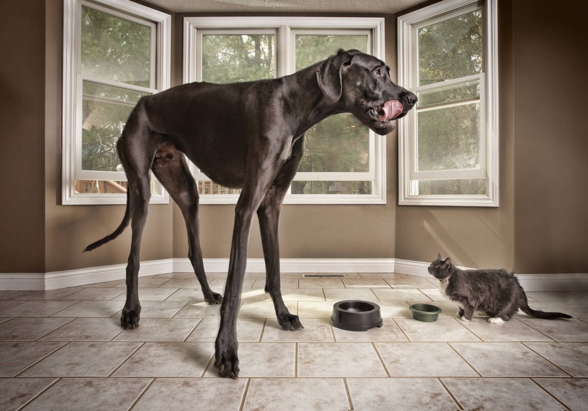 Немецкий дог Зевс рекорд Гиннесса