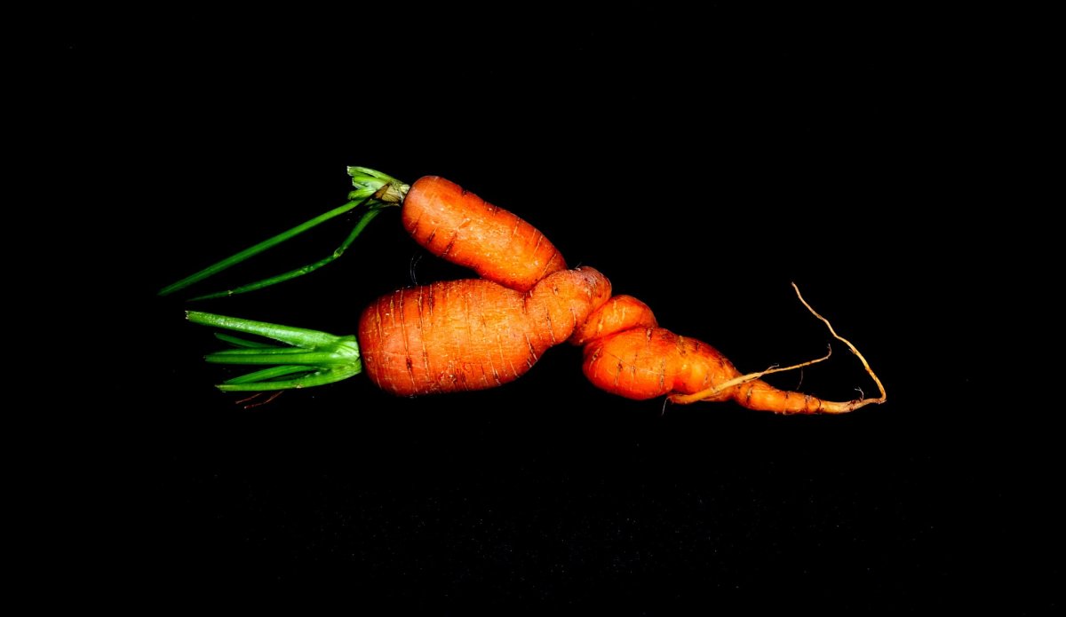 Морковь картинка