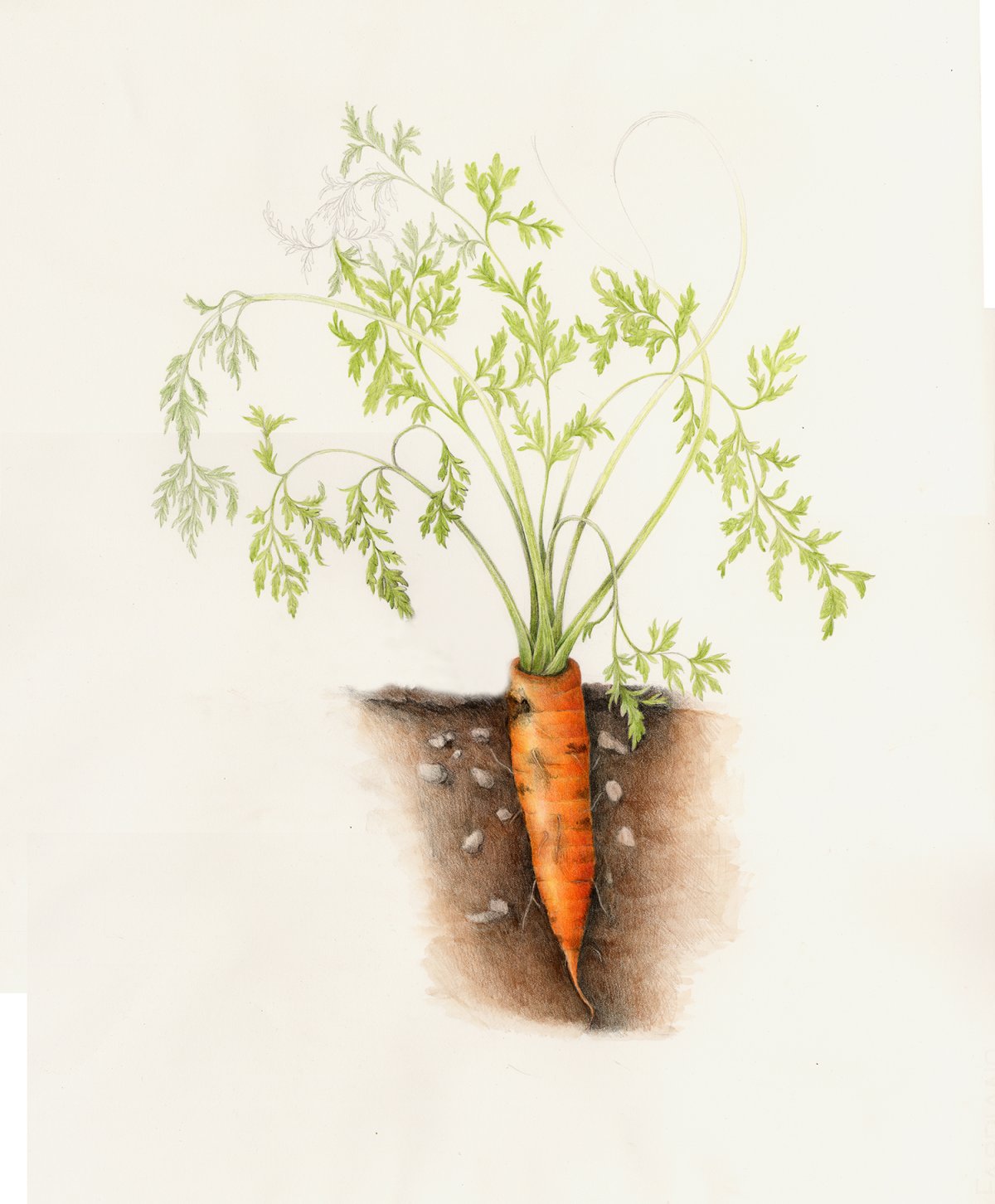 Зайчик с морковкой