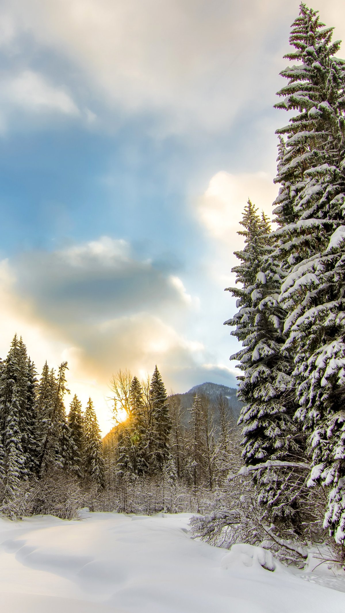 Зимнее утро в лесу