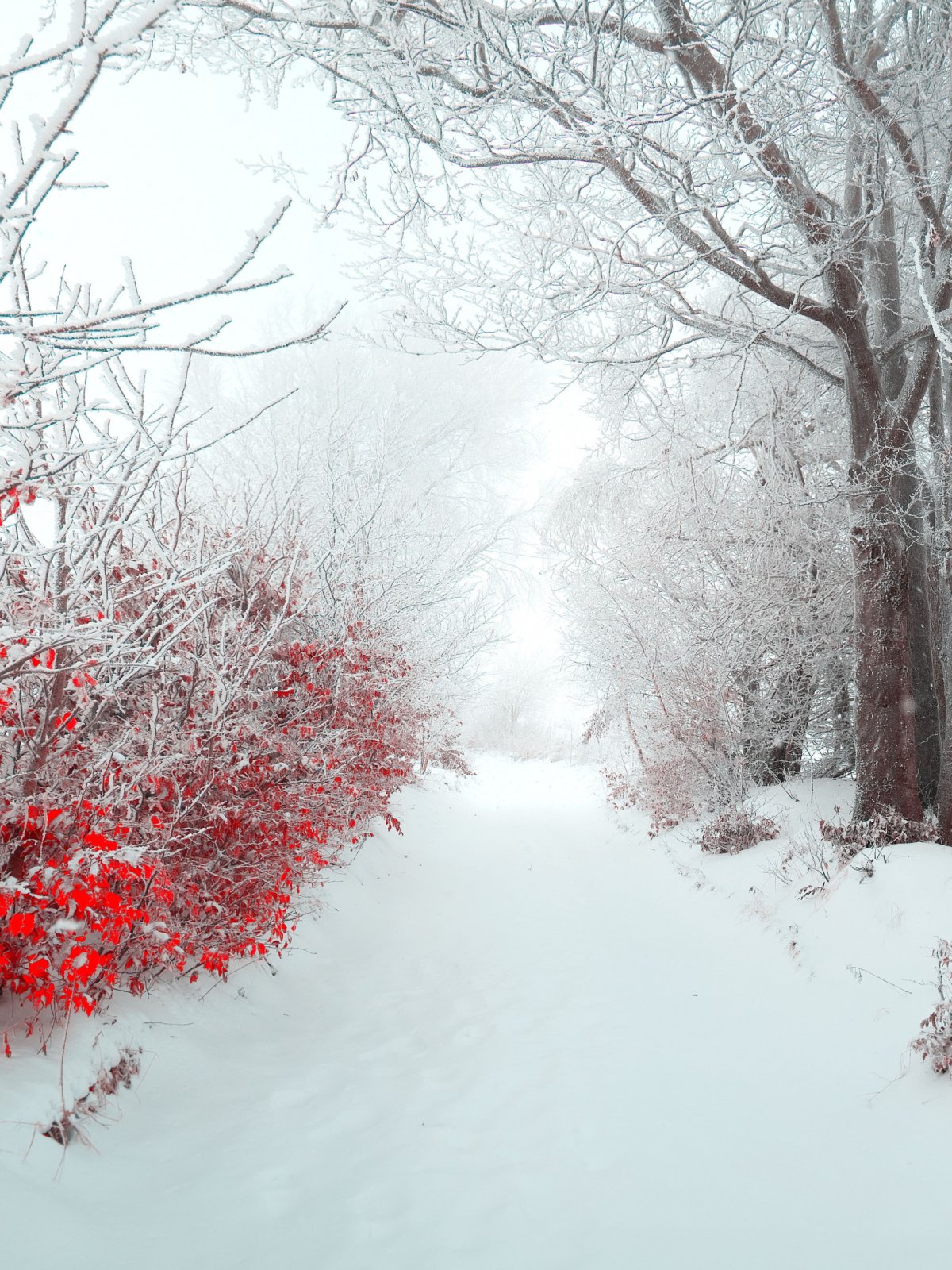 Снежная зима