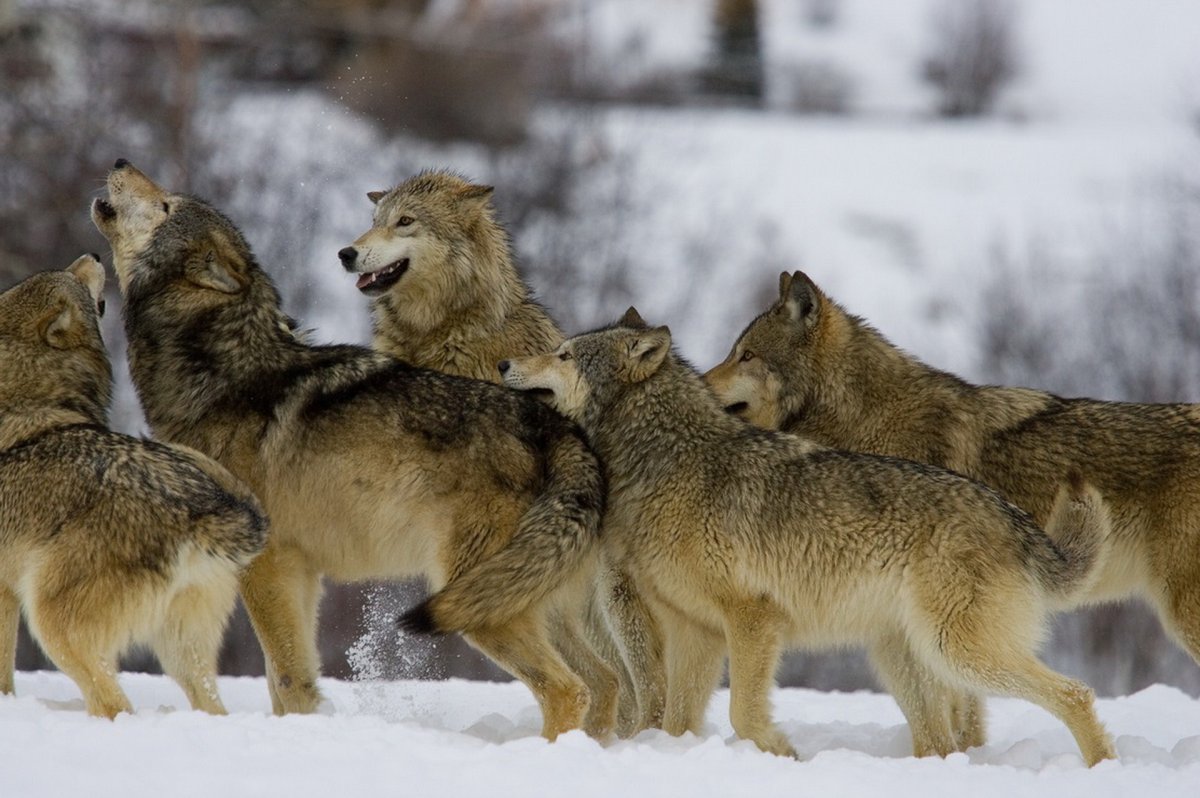 Волчья стая фильм 2015
