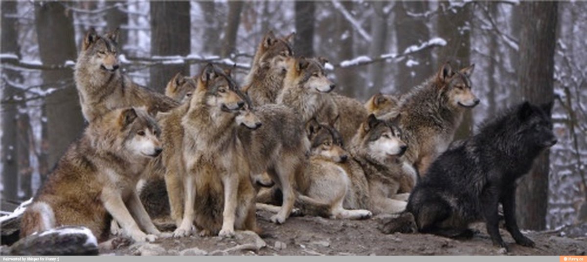 Альфа вожак стаи Волков