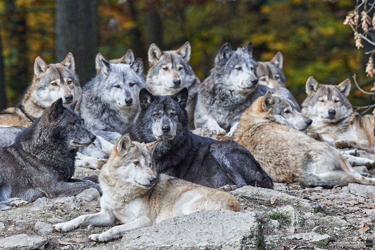 Волчья стая сериал 2022