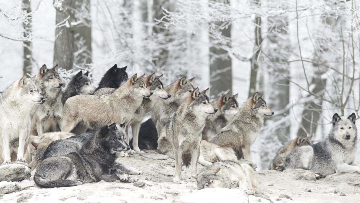 Волчья стая фильм 2015