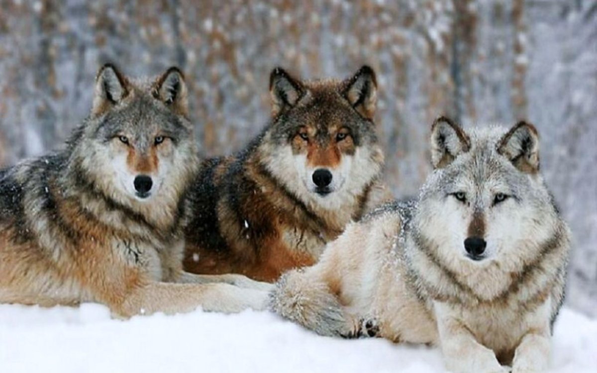 Волчья стая 3