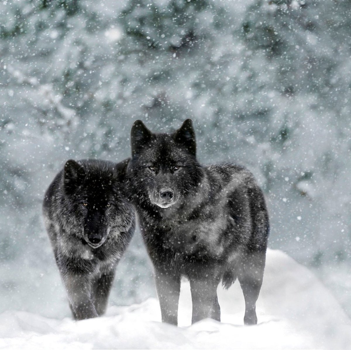 Стая черных Волков