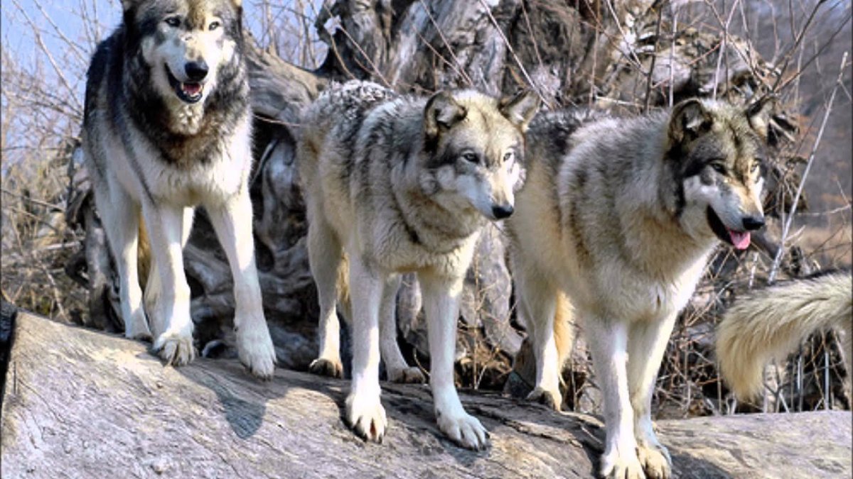 Огромная стая Волков