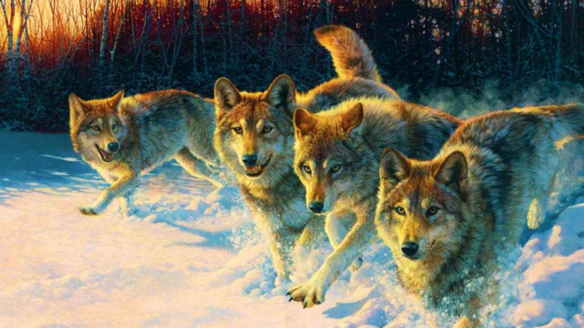 Художница: Bonnie Marris волки