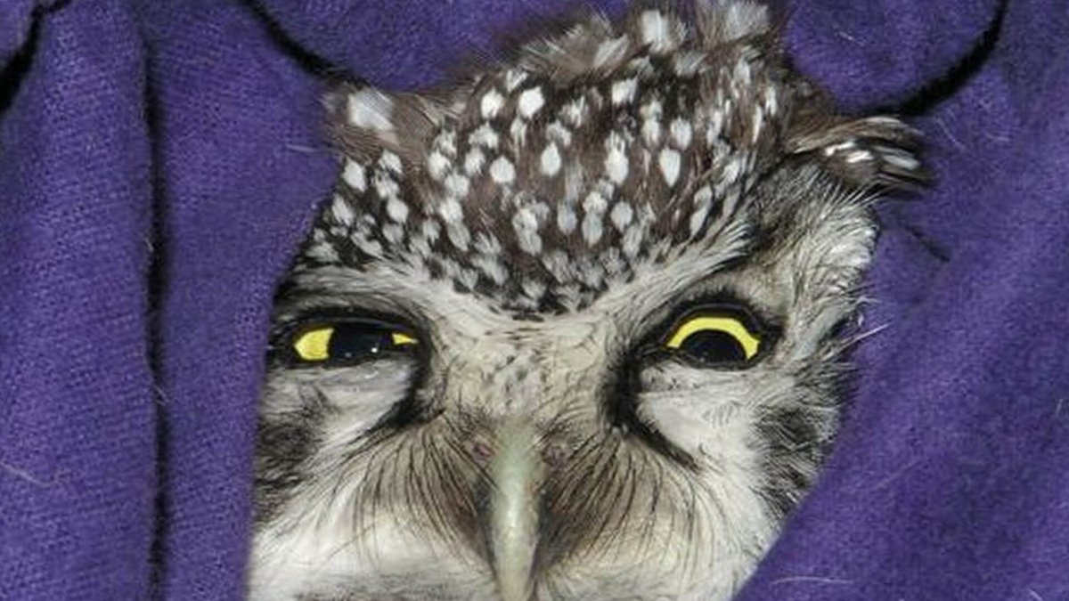 Уставшая Сова