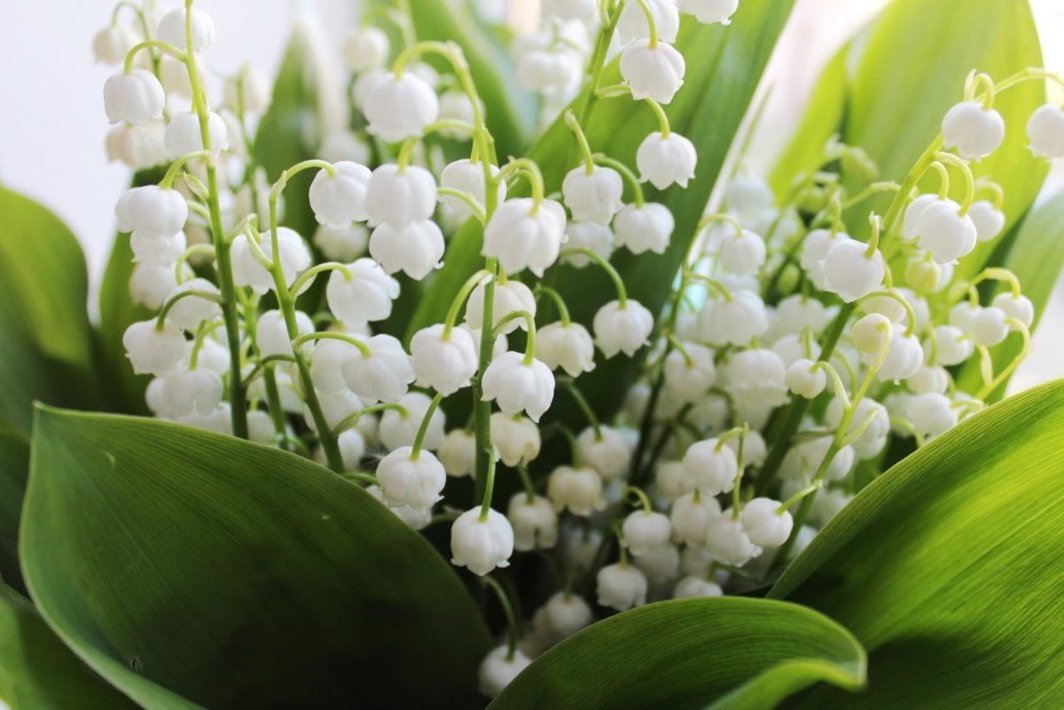 Ландыш серебристый