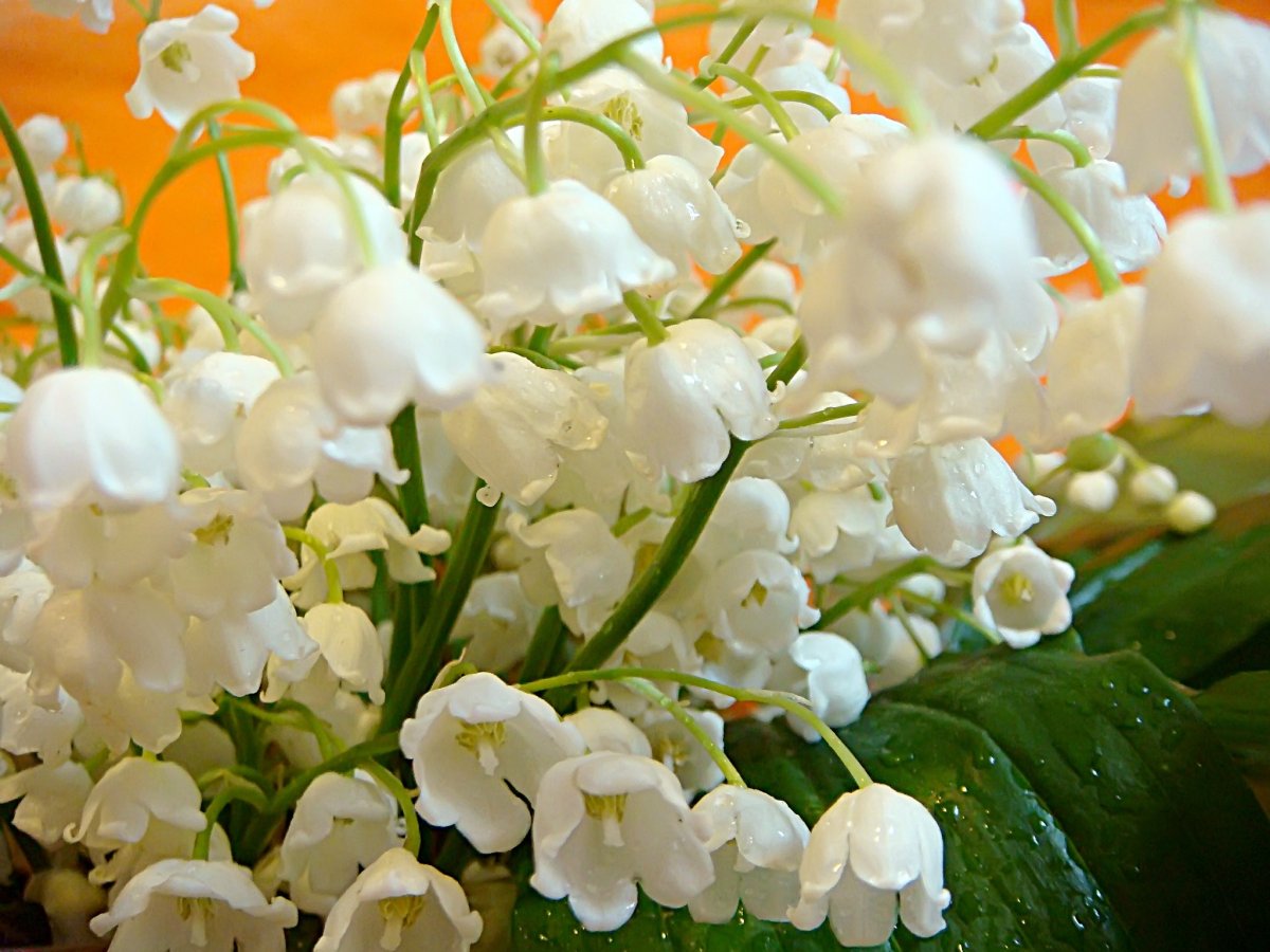 Ландыши обои