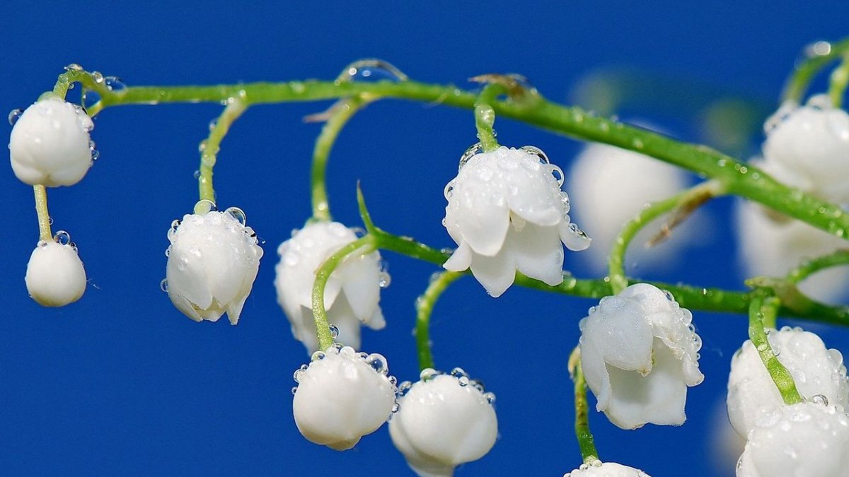 Ландыш крупноцветковый