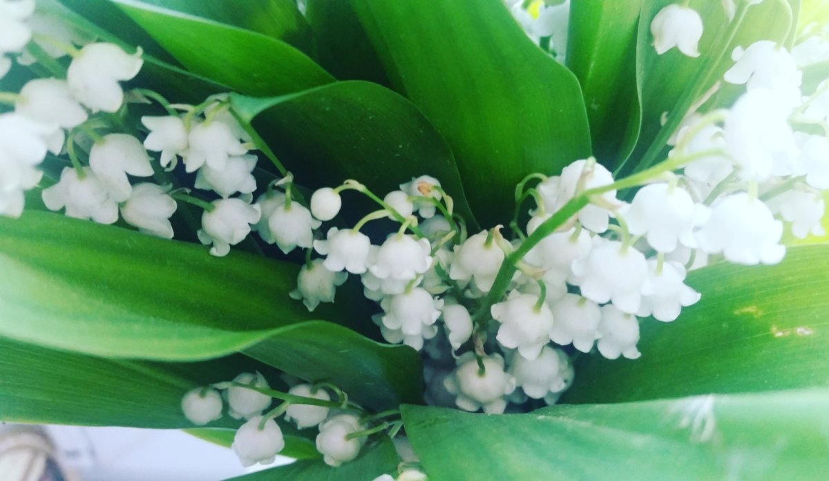 Ландыши "первоцветы"