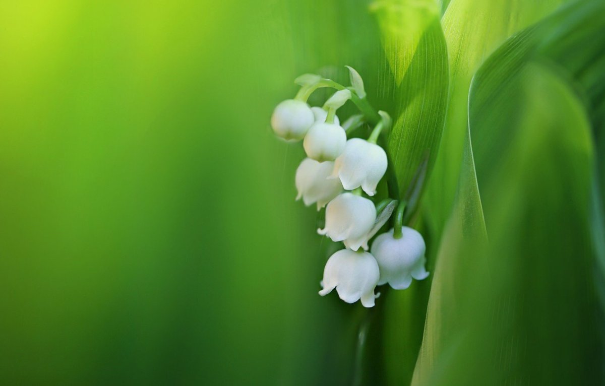 Цветы Ландыши