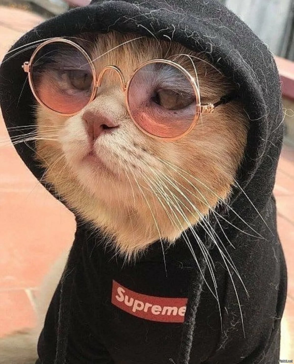 Анастасия Флейшман